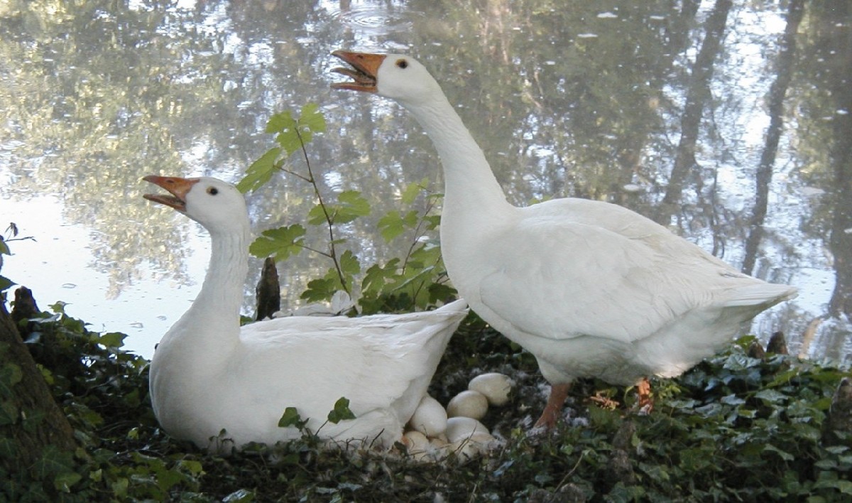 querciadirosa ristorante tipico modena famiglia nido lago