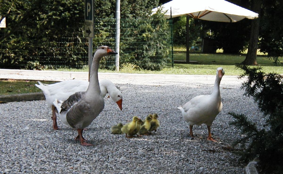 querciadirosa ristorante tipico modena famiglia oca