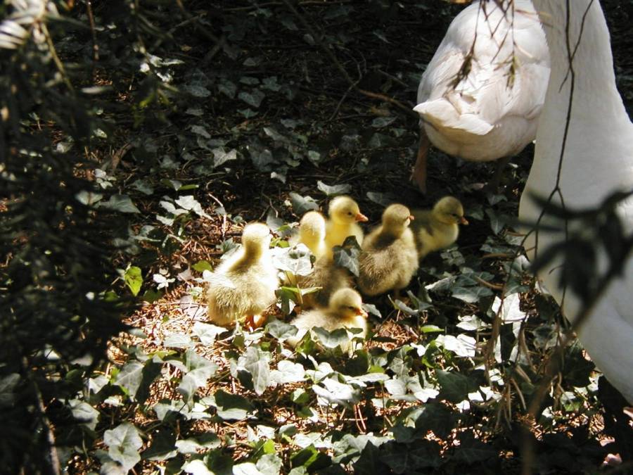 PASQUA COI TUOI